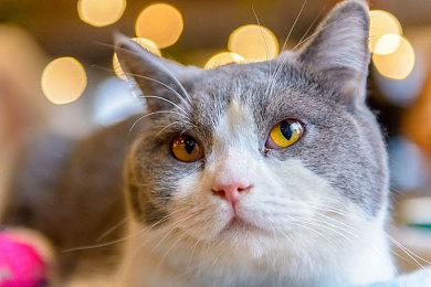 用虚幻引擎5重制《GTA 4》的效果是这样的